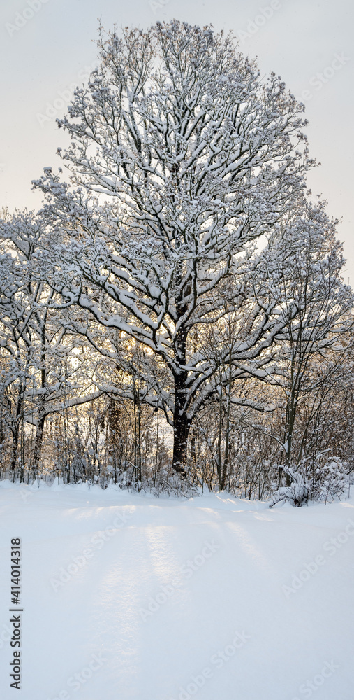 Fototapeta premium View to trees in winter.