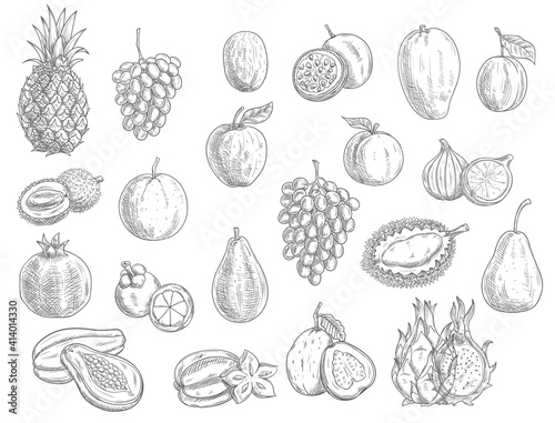 Sketch fruits isolated vector icons. Durian, pomegranate and pineapple, peach and papaya farm market or store garden and tropic exotic fruit. Tropical carambola and pitaya, lychee and lemon with grape