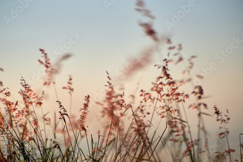 A close-up of the soft grass flowers in the evening