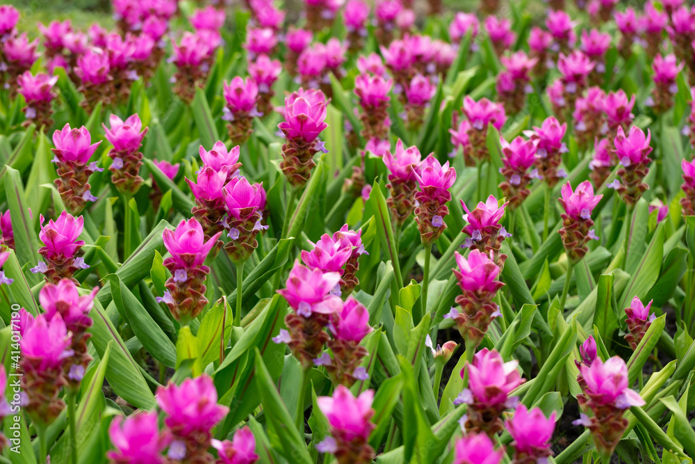 Pink Krachiew flower field, selective focus. A field of fuchsia pink flowers contrasting with green leaves gives a bright color Pink Krachiew flower field, selective focus. A field of fuchsia pink flowers contrasting with green leaves gives a bright color