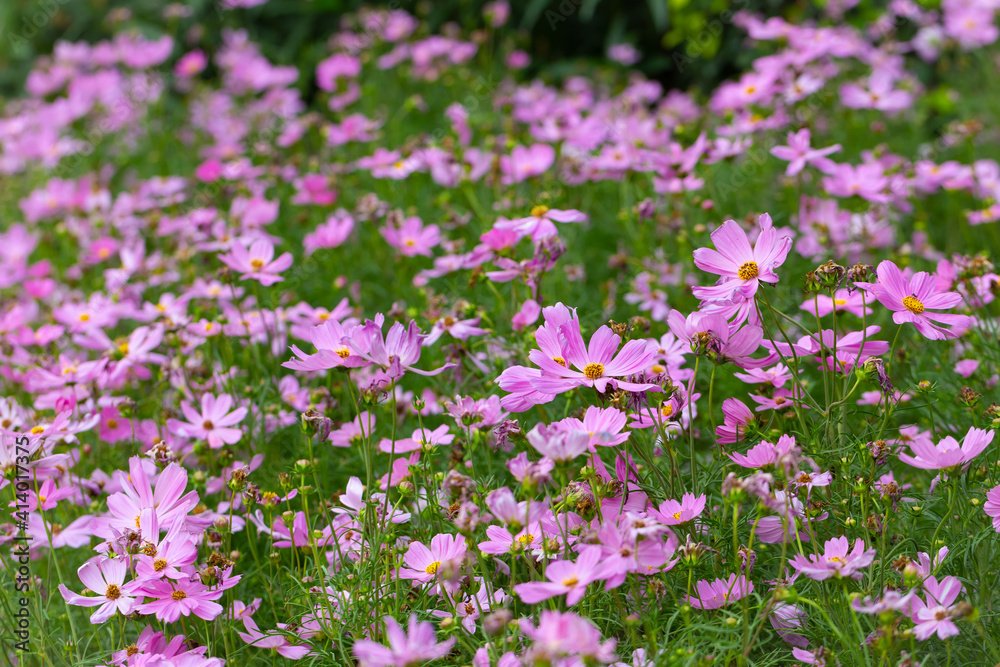 Cosmos bipinnatus, commonly called the garden cosmos or Mexican aster, is a medium-sized flowering herbaceous plant native to the Americas.