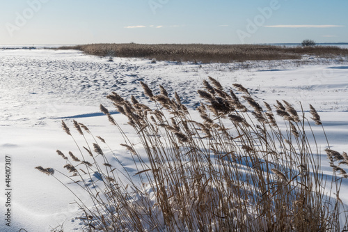 Reeds in a winter landscape