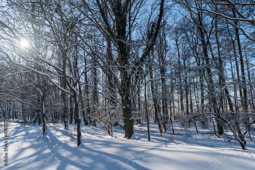 Snowy sunlit forest