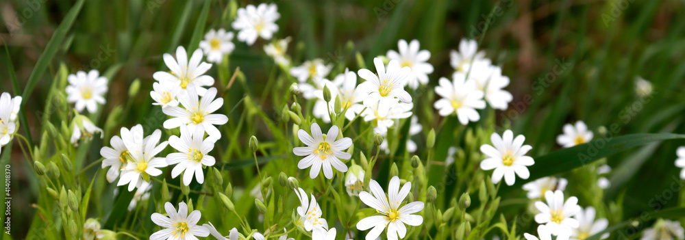 Spring flowering banner background with white wildflowers Spring flowering banner background with white wildflowers