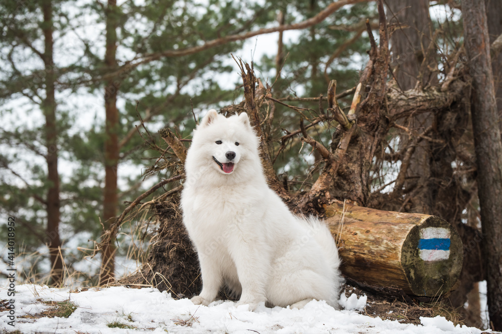Samoyed white dog is looking into the distance.