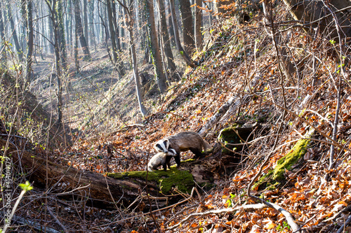 ..a badger with his cub in the woods