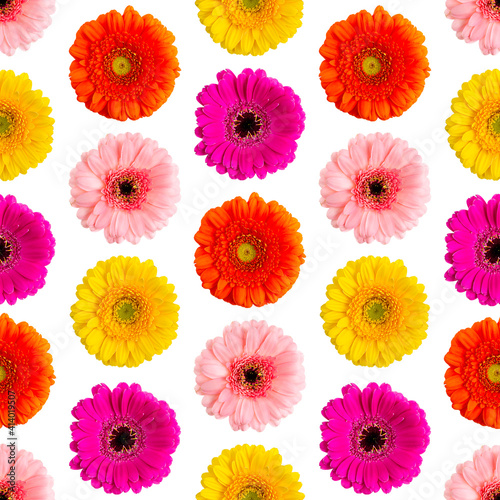 Seamless pattern of colorful gerbera on a white Germini photo converted into a seamless pattern