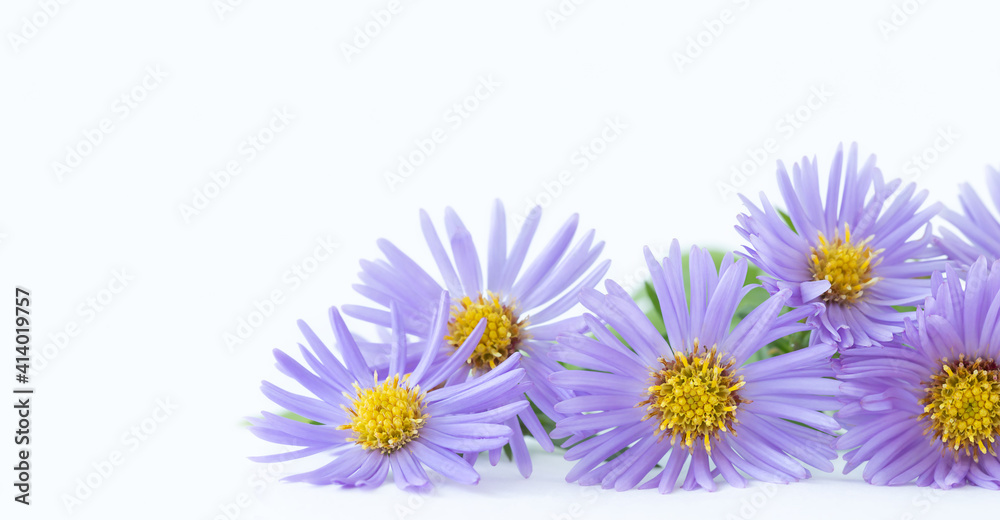 Fototapeta premium Purple flowers of chrysanthemum on light background