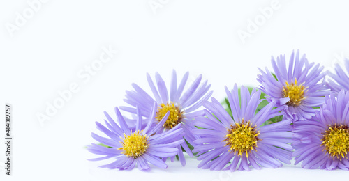 Purple flowers of chrysanthemum on light background