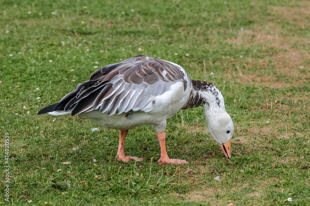Blue Goose (Anser caerulescens) in park, Keil, Schleswig-Holstein, Germany Blue Goose (Anser caerulescens) in park, Keil, Schleswig-Holstein, Germany