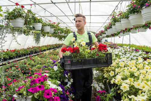 employee caring for flowers carries a box of plants