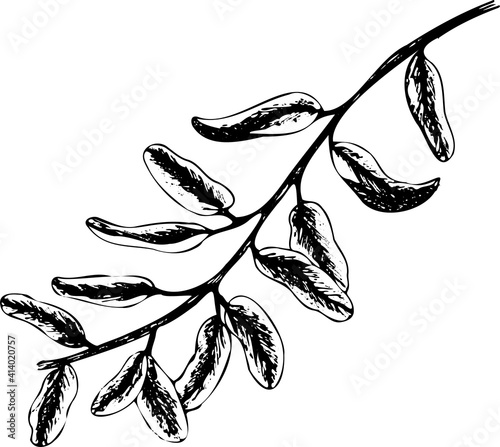 Hand drawn black pomegranate branch with leaves isolated on white background. Sketch art illustration