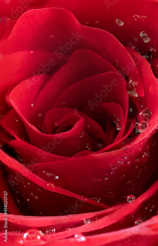 Red rose with droplets