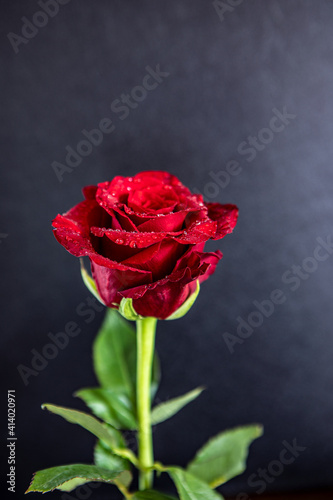 Red rose with stem