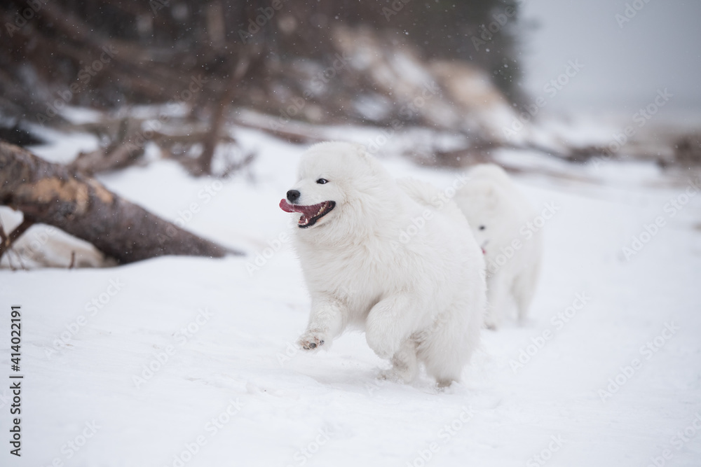 Samoyed white dog is running on snow beach in Latvia Samoyed white dog is running on snow beach in Latvia