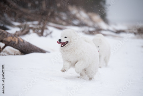 Samoyed white dog is running on snow beach in Latvia