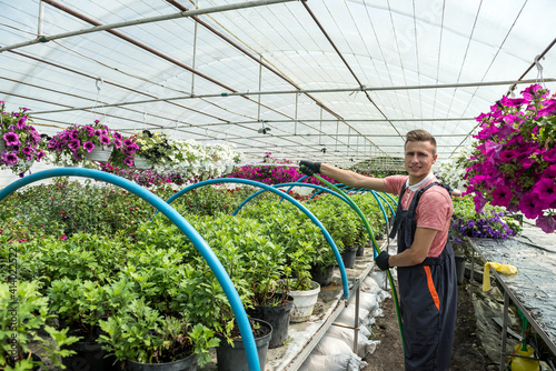 male florist watering every day colour flowers in his greenhouse