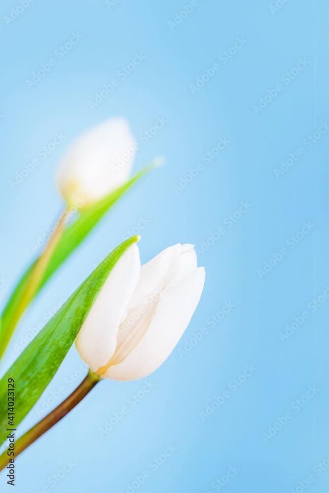 Fototapeta premium Delicate white tulips on a light blue background