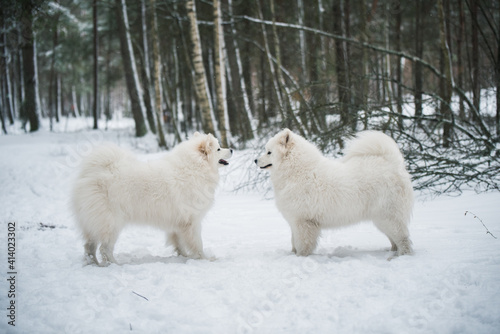 Beautiful fluffy two Samoyed white dogs is in the winter forest