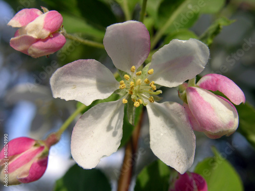 Malus domestica Borkh. Flowers of a wild apple tree. Spring. Bloom. Garden 