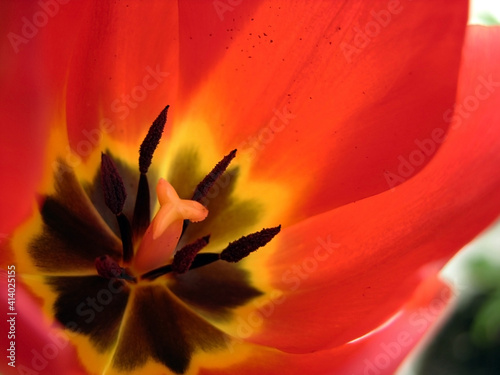 Tulip from the inside. Tulip soul. Scarlet. Background. Macro photography.