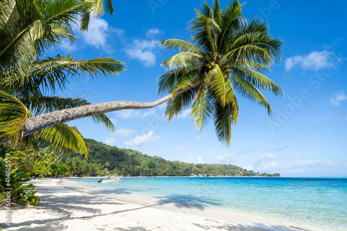 Palm tree at Matira Beach on Bora Bora, French Polynesia photo
