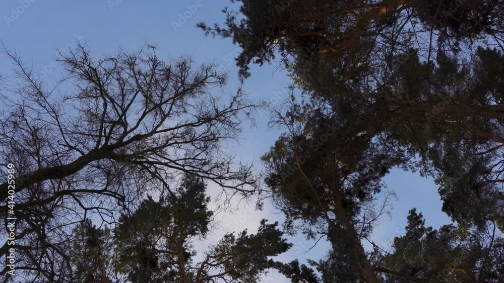 Snow-covered branches of trees in the winter forest against the blue sky. Snow-covered branches of trees in the winter forest against the blue sky.
