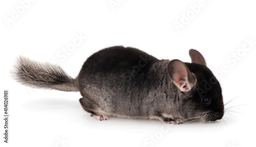 Little gray chinchilla.