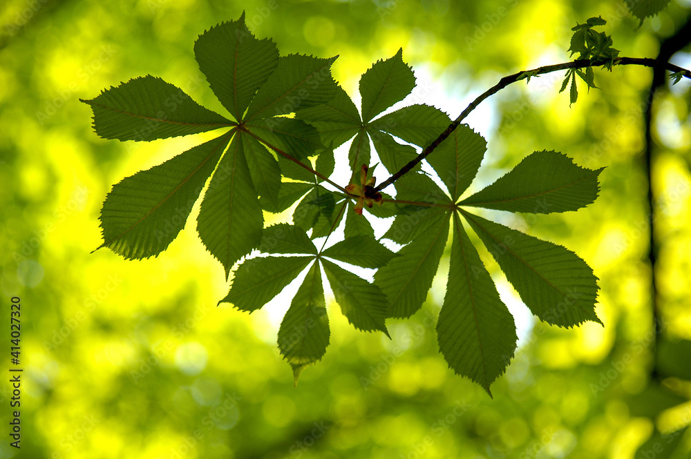 Fototapeta premium Green Leaves with Blurry Branches in the Background