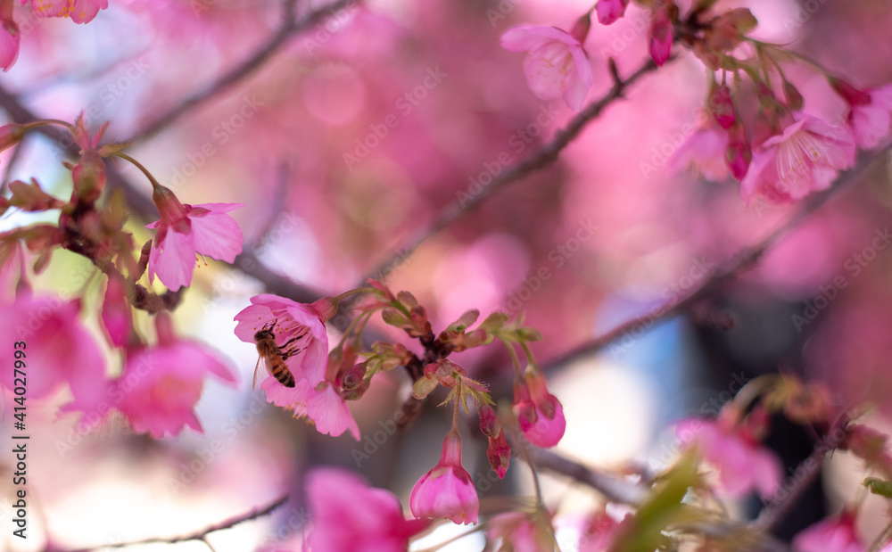 Spring, time for awakening of nature. Wonderful pink cherry blossoms make you admire such beauty. Japan is especially famous for this - sakura blossoms period. Amazing scent, little pink flowers. Spring, time for awakening of nature. Wonderful pink cherry blossoms make you admire such beauty. Japan is especially famous for this - sakura blossoms period. Amazing scent, little pink flowers.