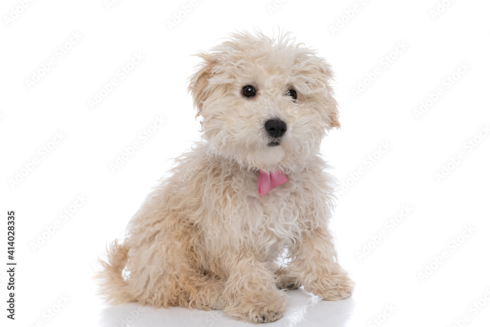 seated caniche dog looking at the camera