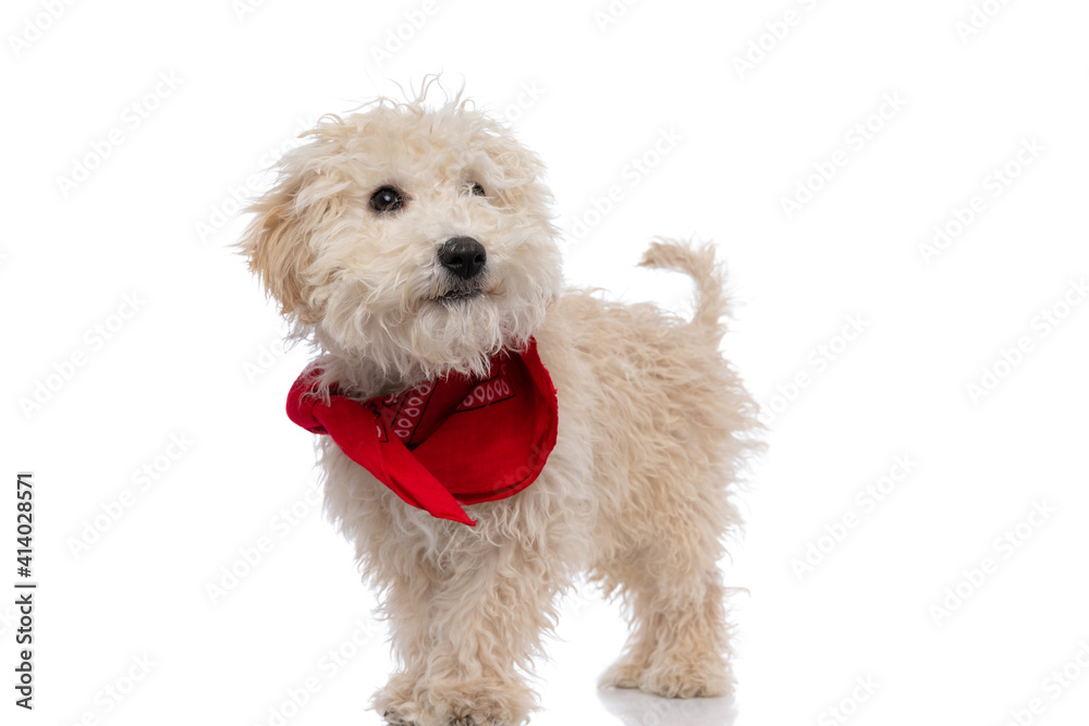 caniche dog standing one way and looking the other caniche dog standing one way and looking the other