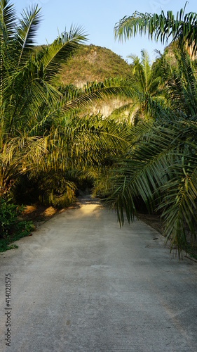 a road and palm trees in Ao Luek  Krabi  Southern Thailand  March