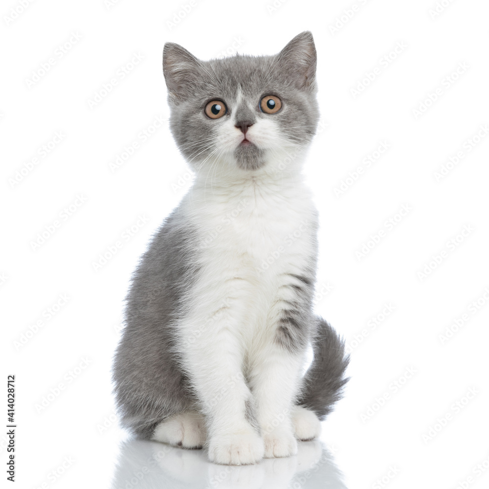 british shorthair cat looking at the camera with intimidating eyes british shorthair cat looking at the camera with intimidating eyes
