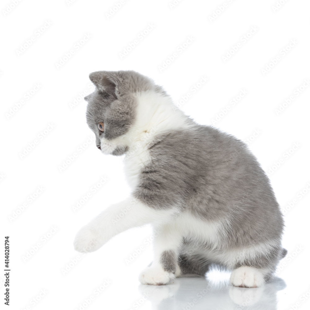 beautiful british shorthair cat is playing to her side beautiful british shorthair cat is playing to her side