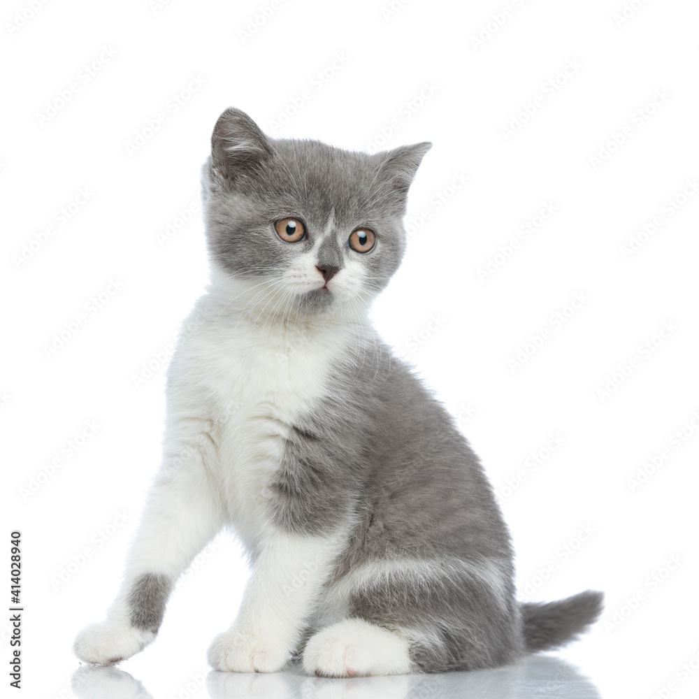 adorable british shorthair cat looking away and sitting aside