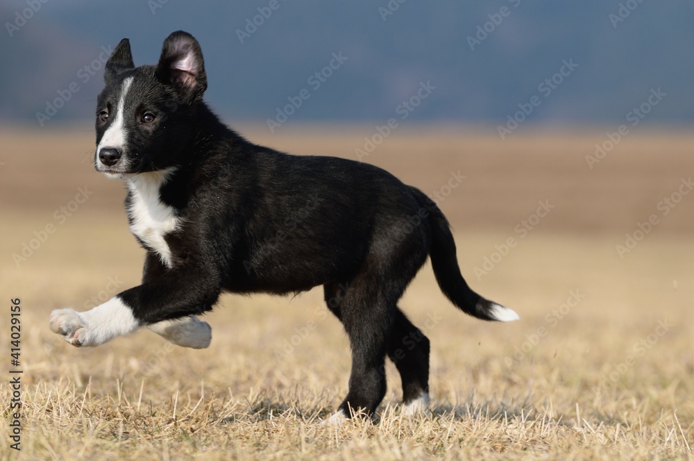 Border Collie puppy dog runs on the field Border Collie puppy dog runs on the field