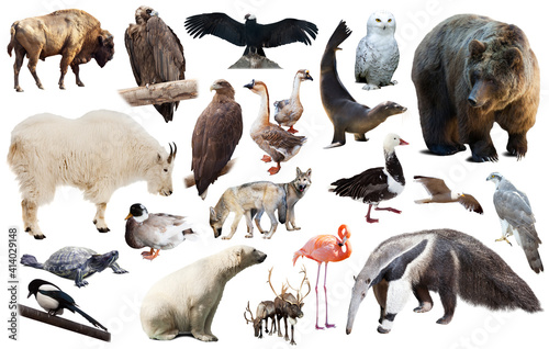 Set of various north american wild animals including birds and mammals isolated on white.