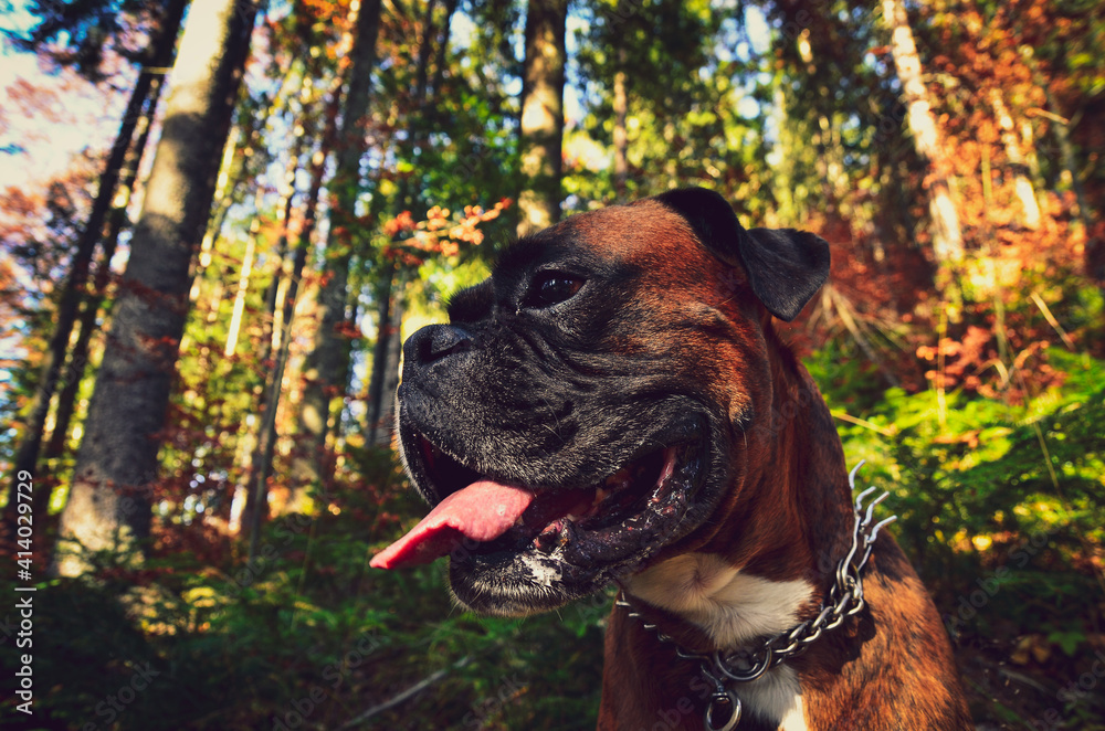 boxer dog in the forest
