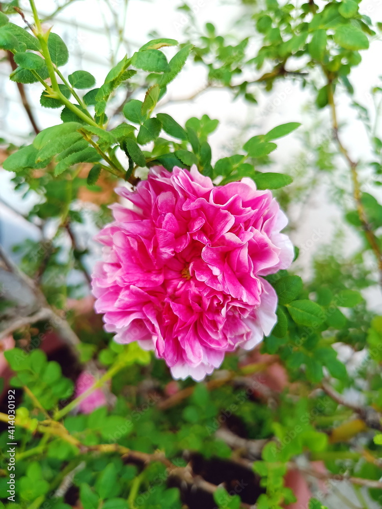 Fototapeta premium pink rose