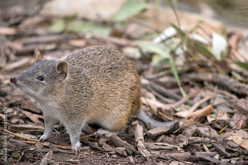 the Southern brown bandicoot is a small marsupial the Southern brown bandicoot is a small marsupial