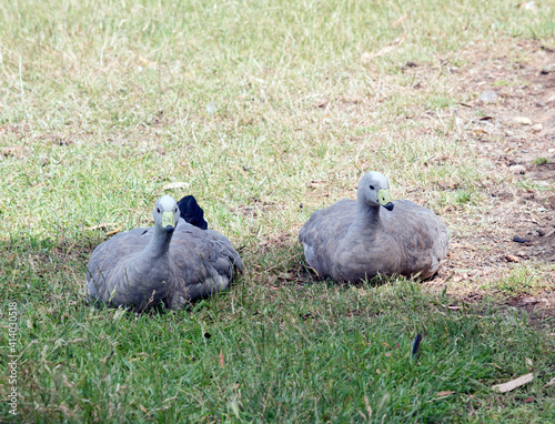 the cape barren geese are resting on thw grass © susan flashman