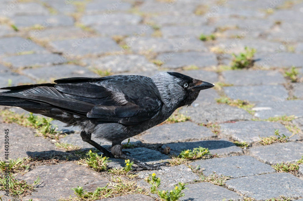 Obraz premium Western Jackdaw (Corvus monedula) in park, Husum, Schleswig-Holstein, Germany