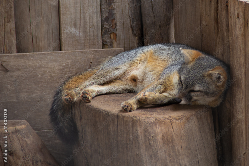Mexican fox also known as the desert fox or northern fox, it is a