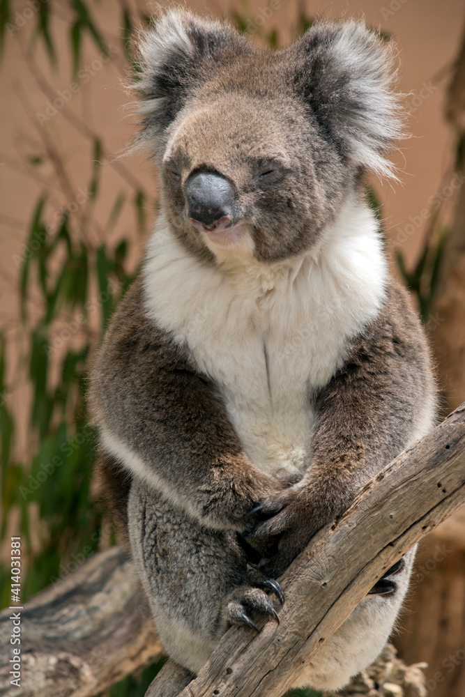 Naklejka premium the koala is sitting in the fork of a tree