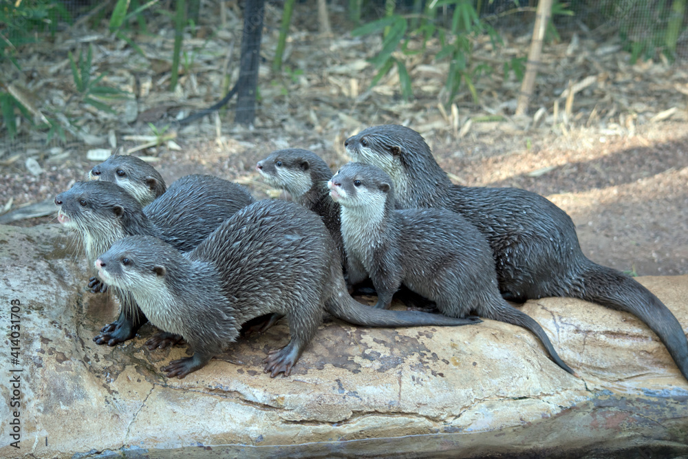 Naklejka premium the Asian small-clawed otters are looking for food