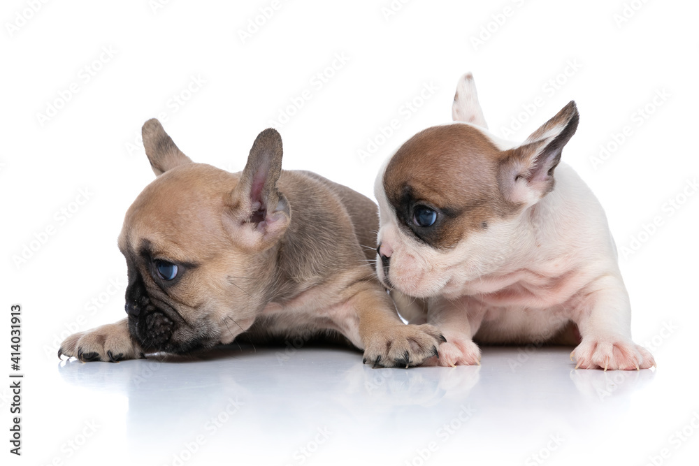 two french bulldog dogs are both looking to a side