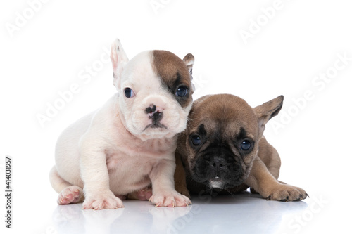 two french bulldog dogs taking a pose together