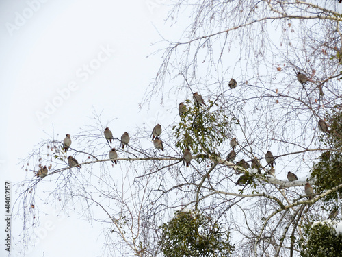 birds on a tree