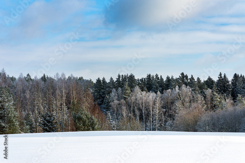 Pine trees,birches in a row. Snowy nice forest. Lithuania. Northern Europe © ARVD73